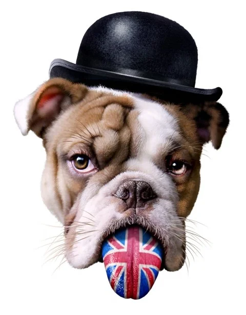 pronoms who whom et whose en anglais