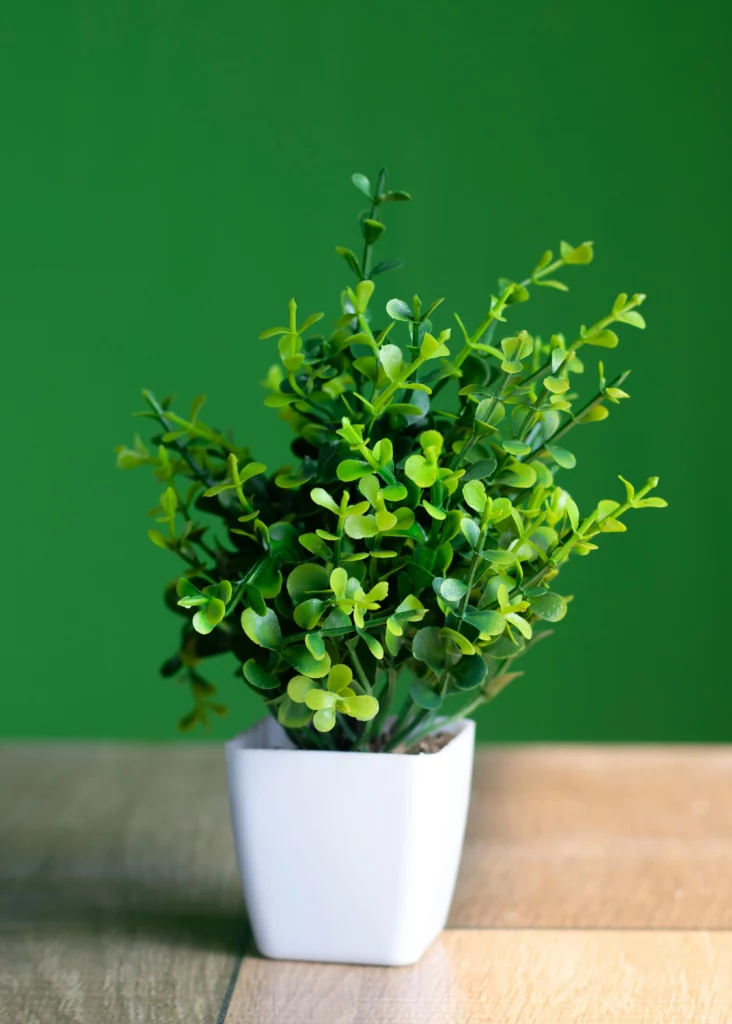 nom de plante en anglais