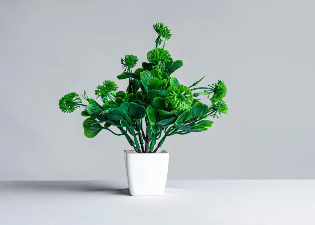 nom de plante en anglais